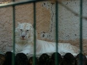 370  white tiger.JPG